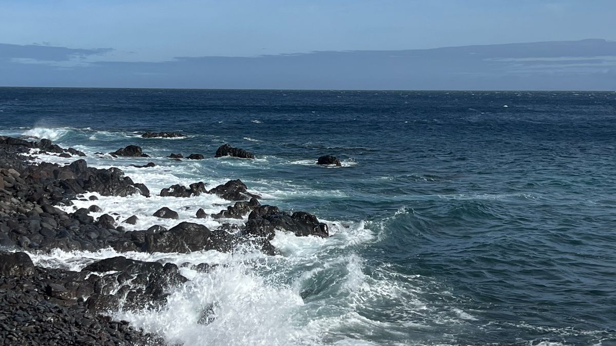 Coastal Plants That Thrive in Salt Spray